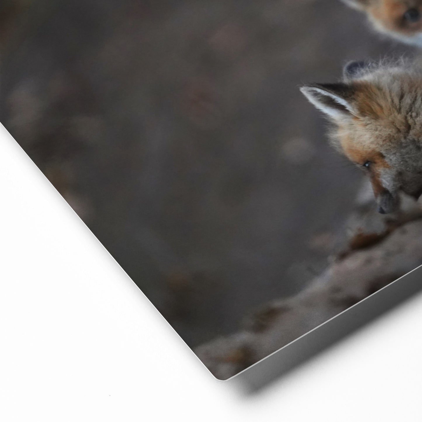 Three Fox Kits (Gaze) Metal Print