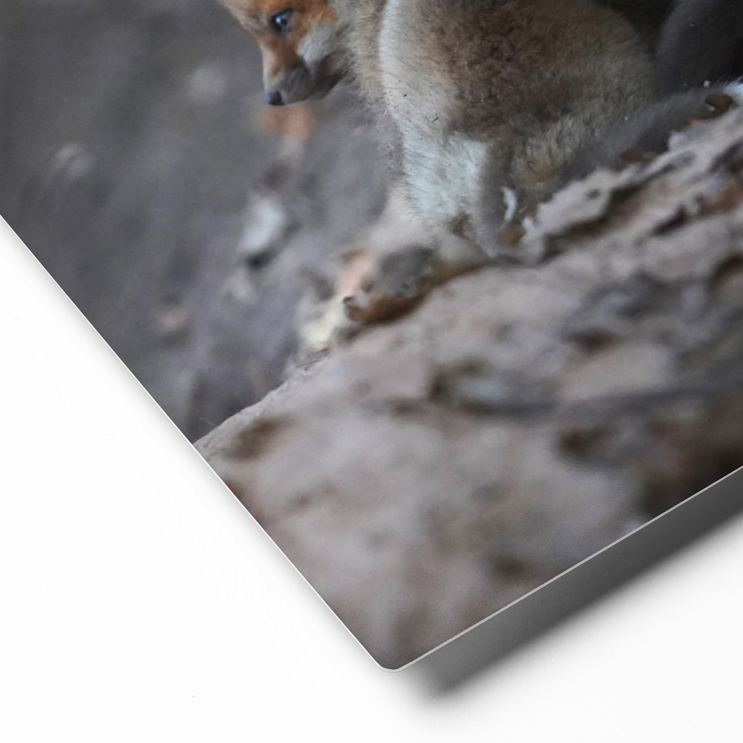 Three Fox Kits (Look) Metal prints