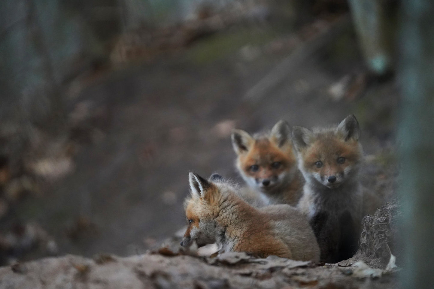 Three Fox Kits (Gaze) Metal Print