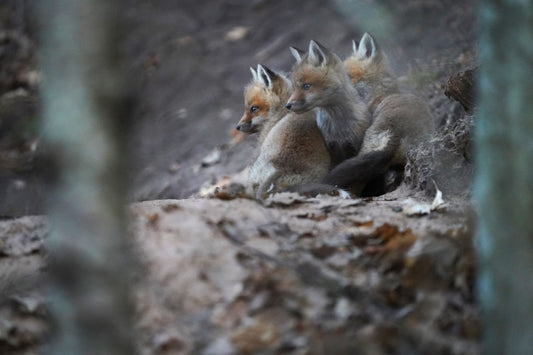 Three Fox Kits (Look) Metal prints