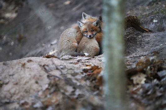 Three Fox Kits (Huddle) Metal Print