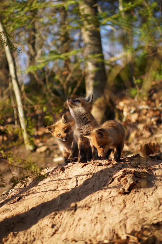 Three Fox Kits (Bonded) Vert Metal Print