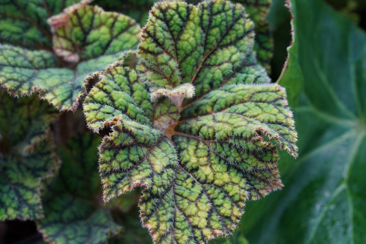 Begonia Leaf Metal Print