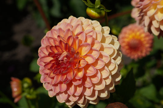 Orange Dahlia Metal Print