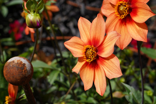 Dahlia Moonfire Metal Print