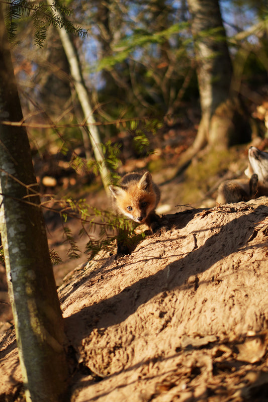 Fox Kit (Stalk) Metal Prints