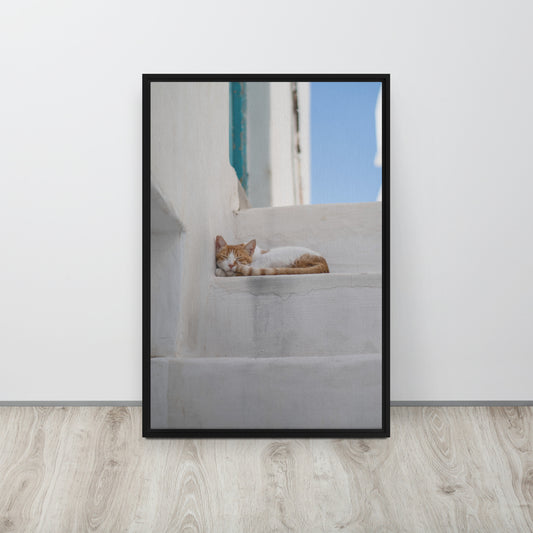 Mykonos Cat Framed canvas