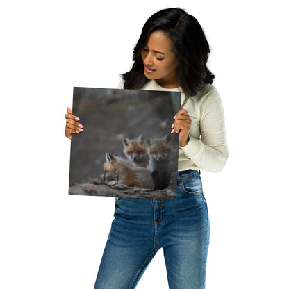 Three Fox Kits (Gaze) Metal Print