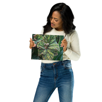 Begonia Leaf Metal Print